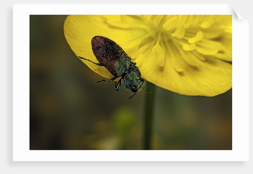 Anthaxia salicis (pasture splendour beetle) by Anonymous