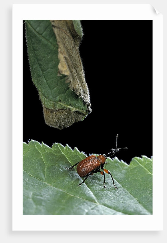 Apoderus coryli (hazel leaf-roller) by Anonymous