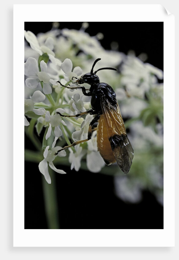 Arge cyanocrocea (bramble sawfly) by Anonymous