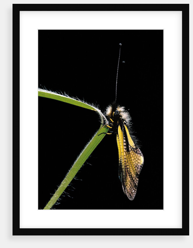 Libelloides coccajus (owlfly) by Anonymous
