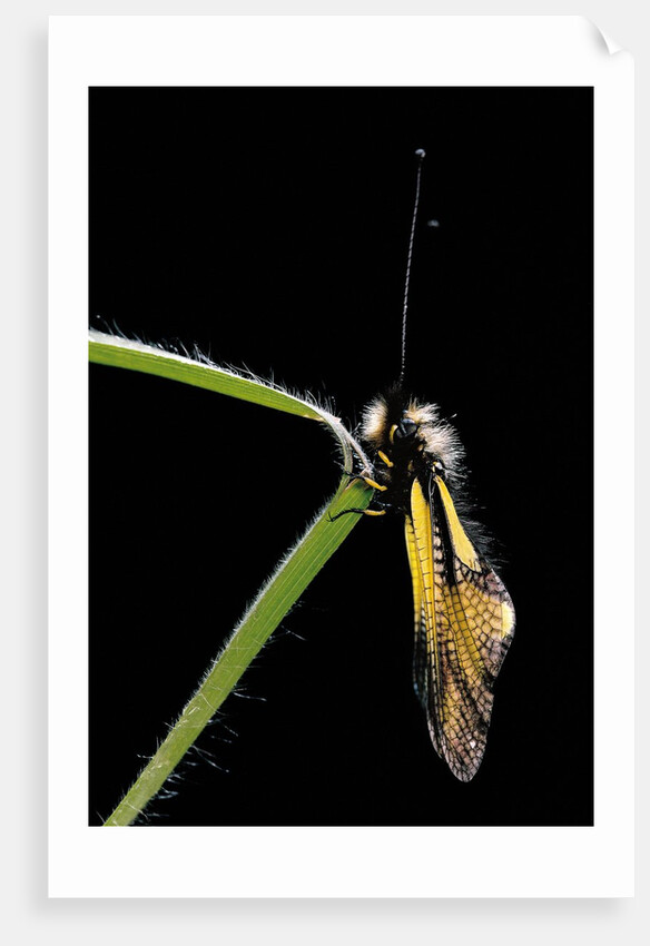 Libelloides coccajus (owlfly) by Anonymous