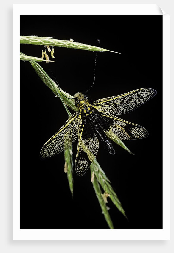 Libelloides longicornis (owlfly) by Anonymous