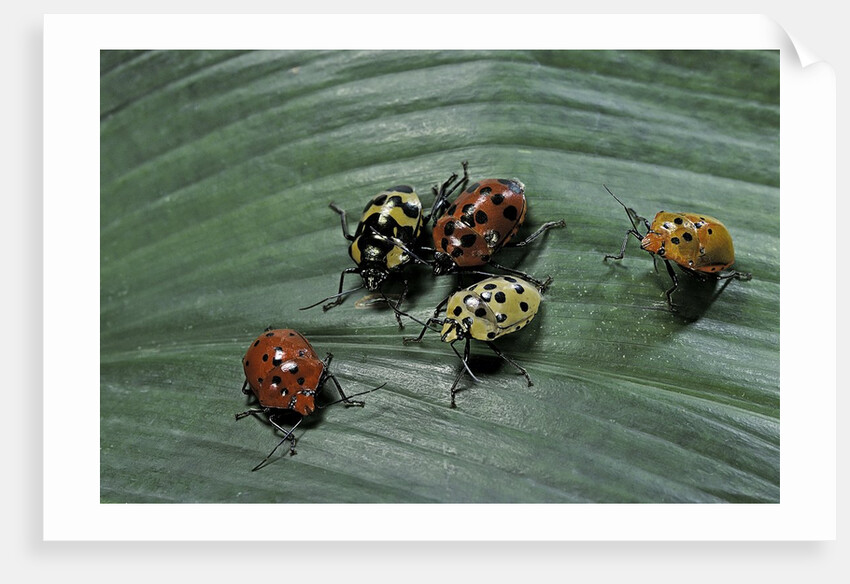Augocoris gomesii (Amazonia bug) by Anonymous