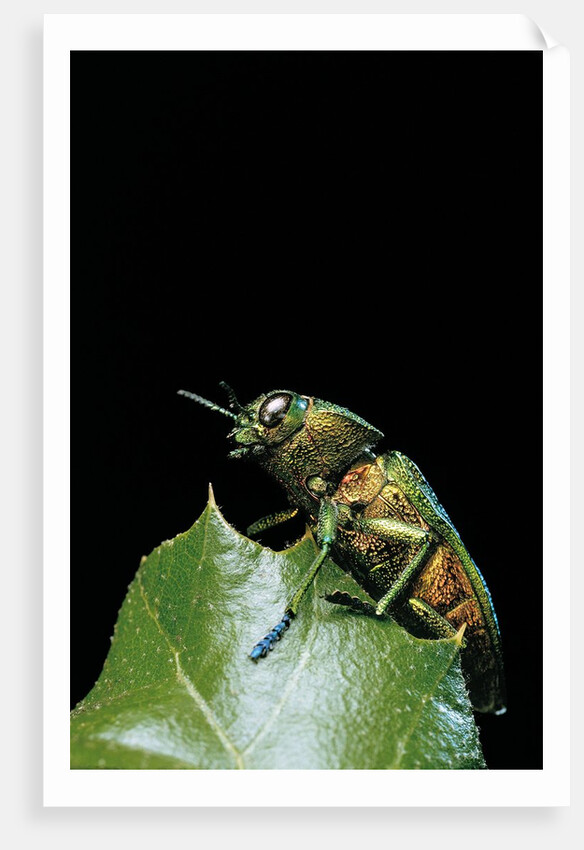 Aurigena unicolor (jewel beetle) by Anonymous