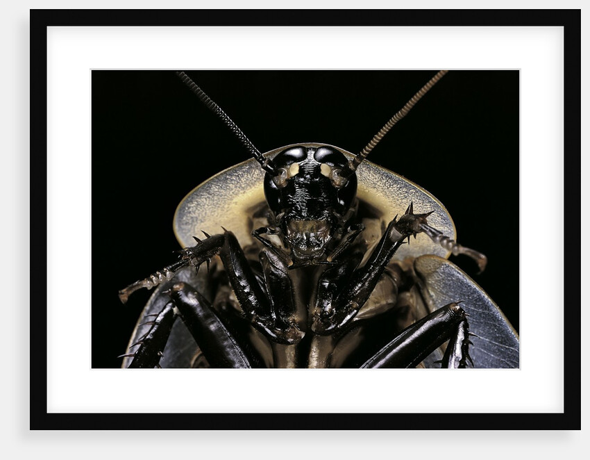 Blaberus giganteus (giant cockroach) by Anonymous
