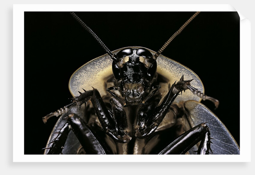 Blaberus giganteus (giant cockroach) by Anonymous