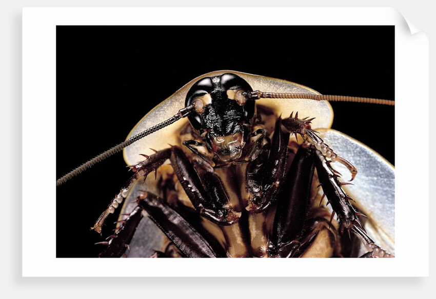 Blaberus giganteus (giant cockroach) by Anonymous
