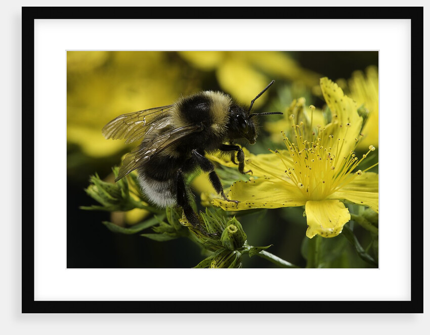 Bombus hortorum (small garden bumblebee) by Anonymous