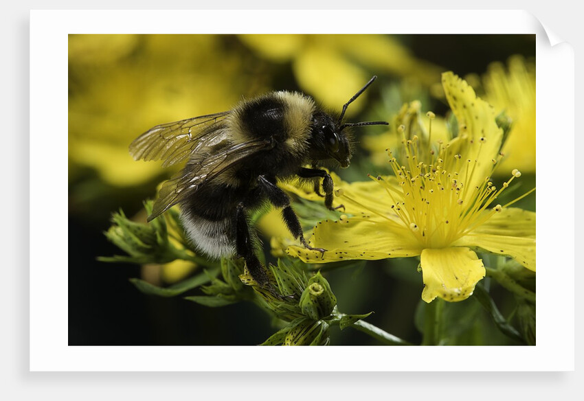 Bombus hortorum (small garden bumblebee) by Anonymous