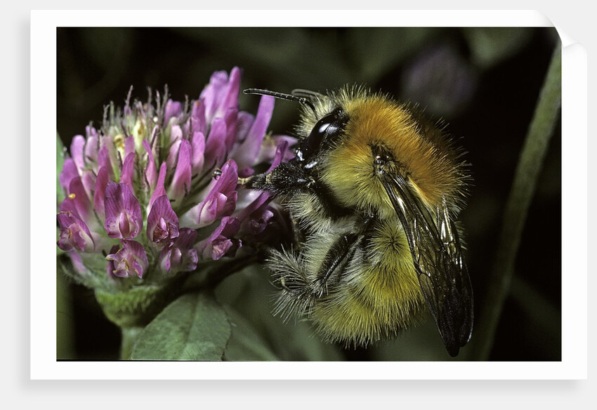 Bombus pascuorum (brown bumblebee, common carder bee) by Anonymous