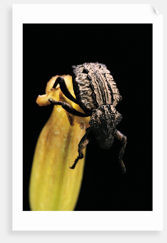 Brachycerus undatus (weevil) by Anonymous