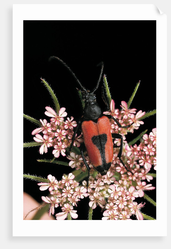 Stictoleptura cordigera (long-horned beetle) by Anonymous