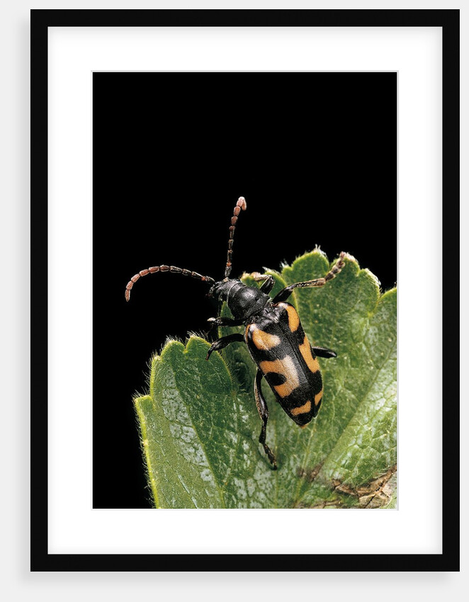Brachyta borni (long-horned beetle) by Anonymous