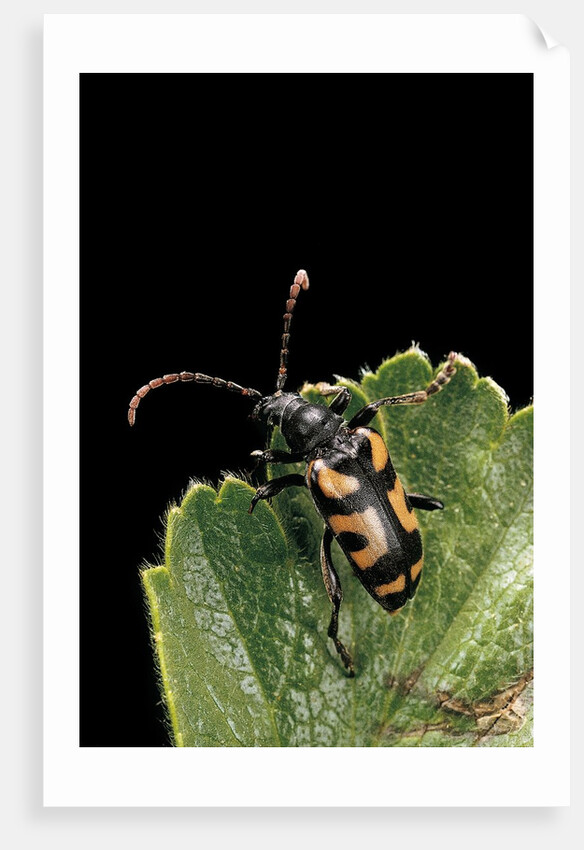 Brachyta borni (long-horned beetle) by Anonymous