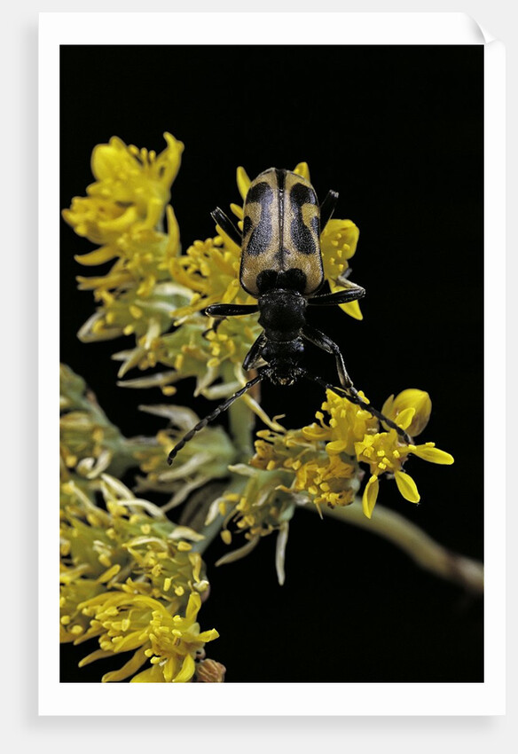 Brachyta interrogationis (long-horned beetle) by Anonymous