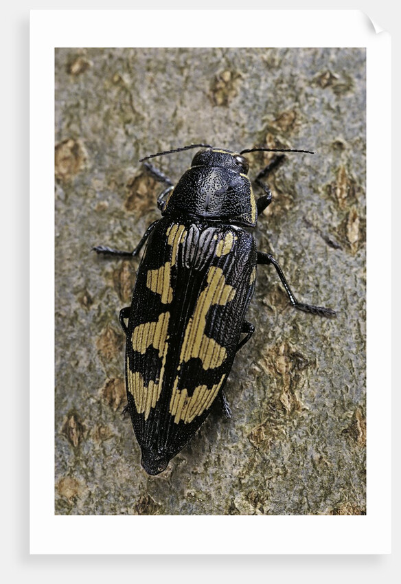 Buprestis novemmaculata (jewel beetle) by Anonymous