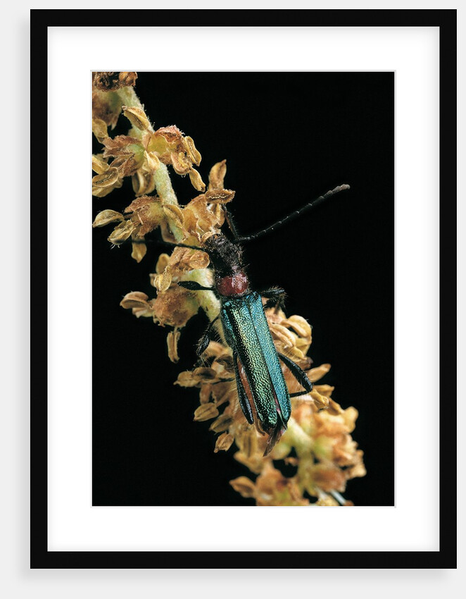 Callimellum abdominale (longhorn beetle) by Anonymous