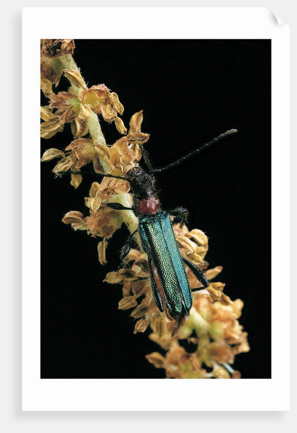 Callimellum abdominale (longhorn beetle) by Anonymous