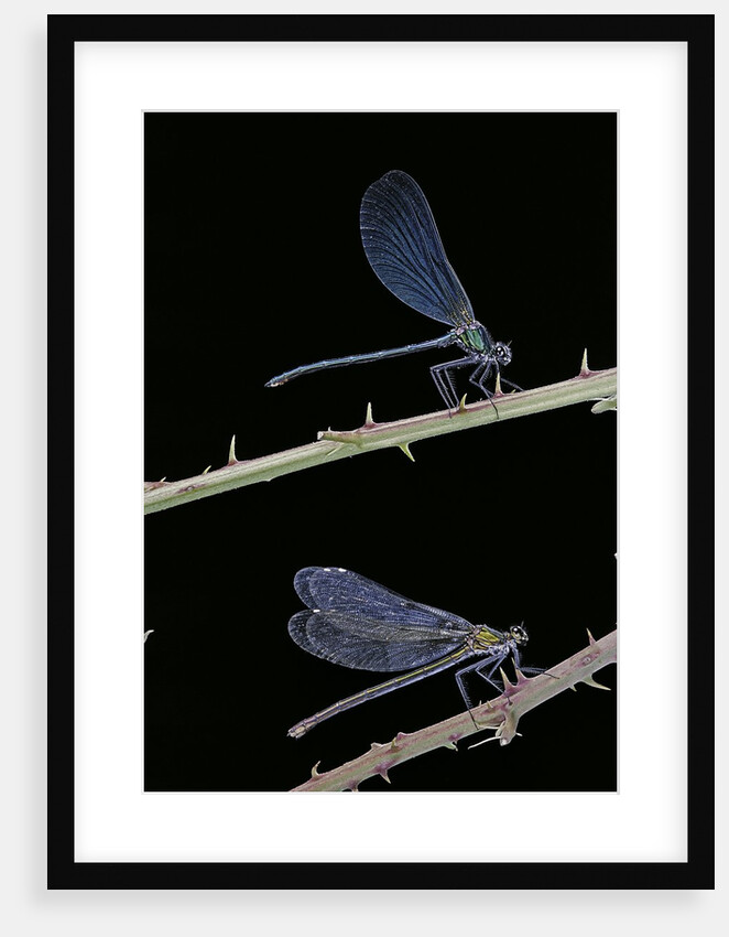 Calopteryx virgo (beautiful demoiselle) - male and female by Anonymous