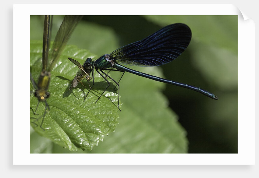Calopteryx virgo (beautiful demoiselle) - devouring a fly by Anonymous