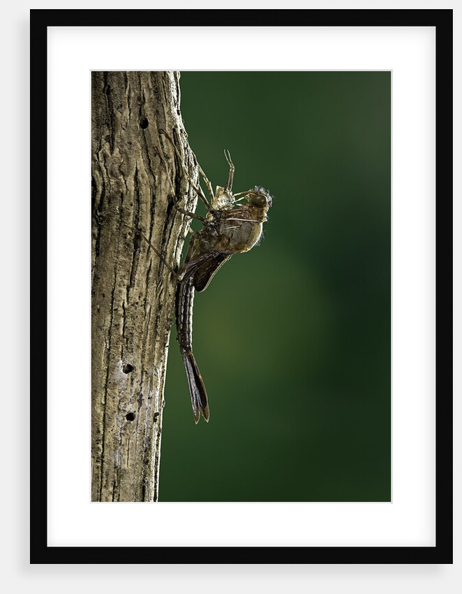 Calopteryx virgo (beautiful demoiselle) - emerging by Anonymous