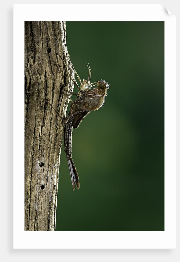Calopteryx virgo (beautiful demoiselle) - emerging by Anonymous