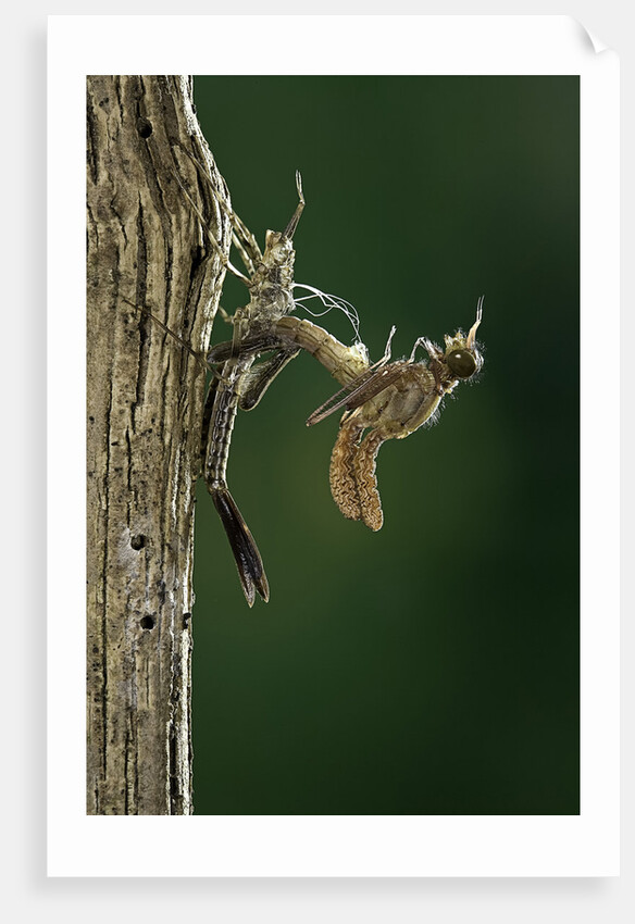 Calopteryx virgo (beautiful demoiselle) - emerging by Anonymous