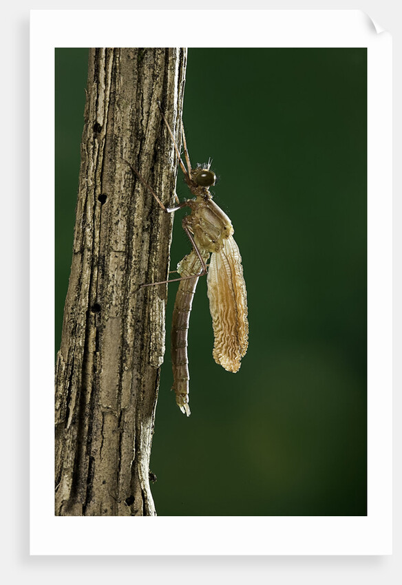 Calopteryx virgo (beautiful demoiselle) - emerging by Anonymous
