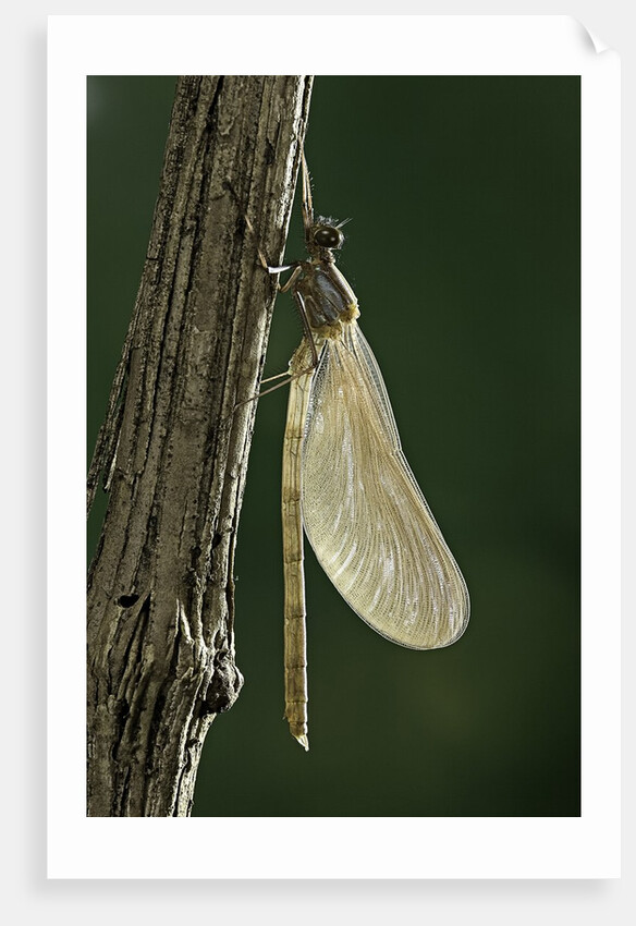 Calopteryx virgo (beautiful demoiselle) - emerging by Anonymous