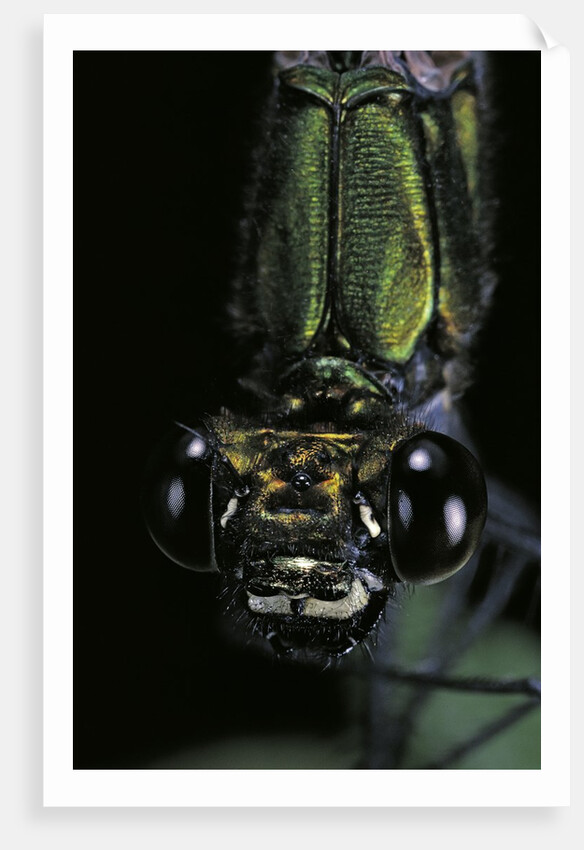 Calopteryx virgo (beautiful demoiselle) - portrait by Anonymous