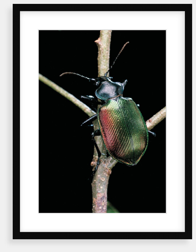 Calosoma sycophanta (forest caterpillar hunter) by Anonymous