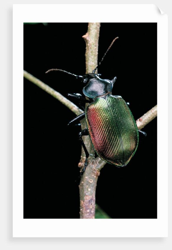 Calosoma sycophanta (forest caterpillar hunter) by Anonymous