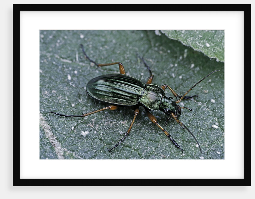 Carabus auratus (golden ground beetle) by Anonymous