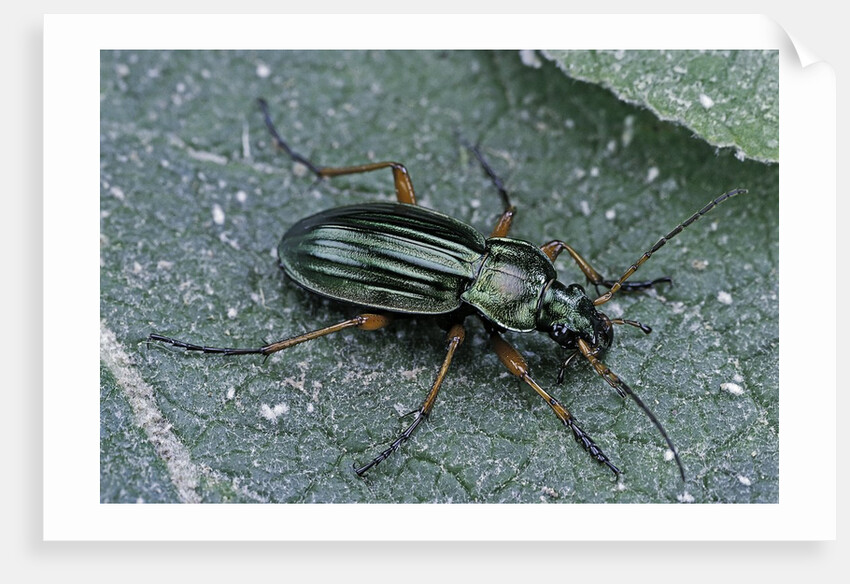 Carabus auratus (golden ground beetle) by Anonymous