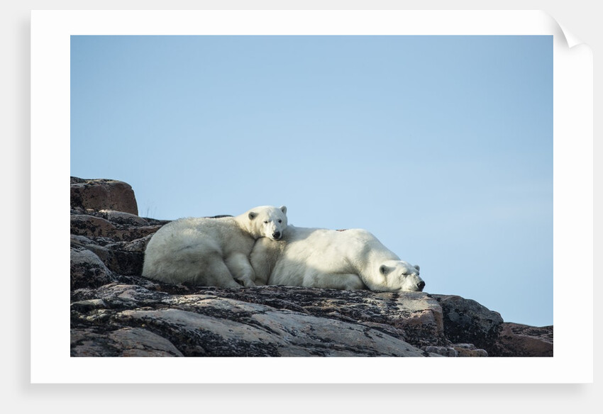 Polar Bear and Cub Resting along Hudson Bay, Nunavut, Canada by Anonymous