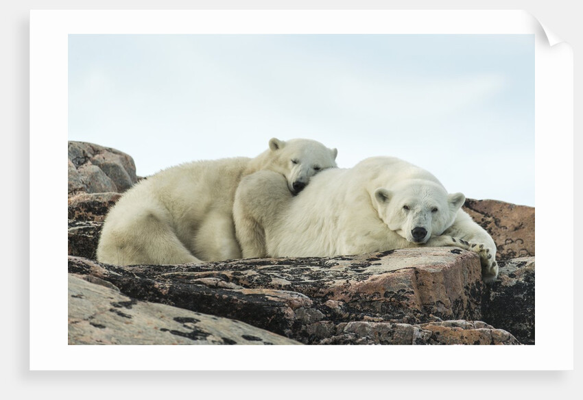 Polar Bear and Cub Resting along Hudson Bay, Nunavut, Canada by Anonymous