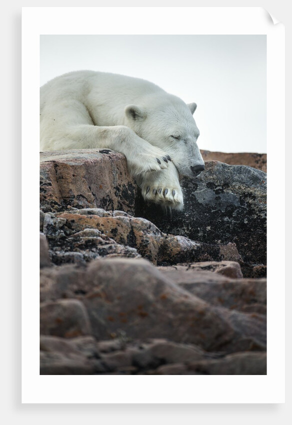 Polar Bear Sleeping along Hudson Bay, Nunavut, Canada by Anonymous