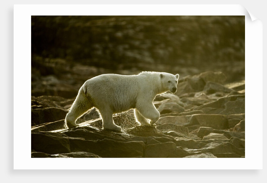 Polar Bear Walking along Hudson Bay, Nunavut, Canada by Anonymous