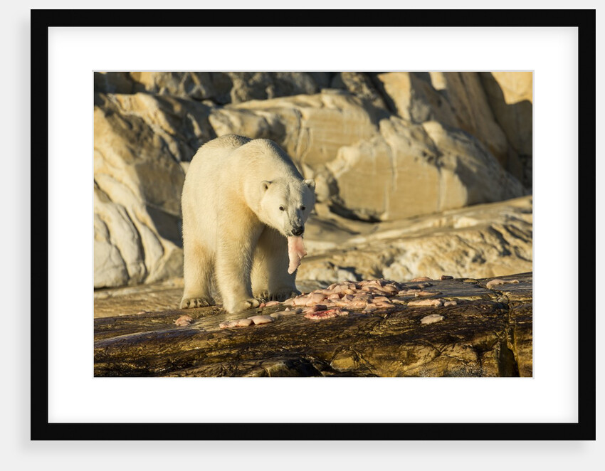 Polar Bear Feeding on Beluga Whale along Hudson Bay, Nunavut, Canada by Anonymous