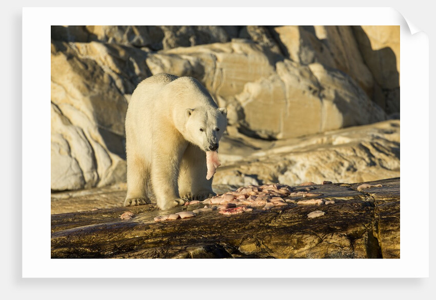 Polar Bear Feeding on Beluga Whale along Hudson Bay, Nunavut, Canada by Anonymous