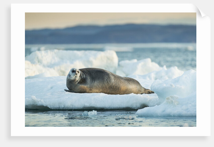 Bearded Seal, Nunavut Territory, CanadaBearded Seal on Sea Ice in Hudson Bay, Nunavut, Canada by Corbis