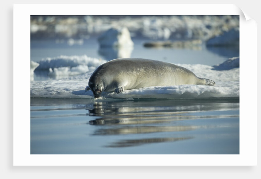 Bearded Seal Dives from Sea Ice in Hudson Bay, Nunavut, Canada by Anonymous