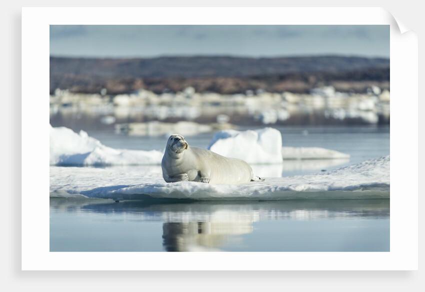 Bearded Seal on Sea Ice in Hudson Bay, Nunavut, Canada by Anonymous