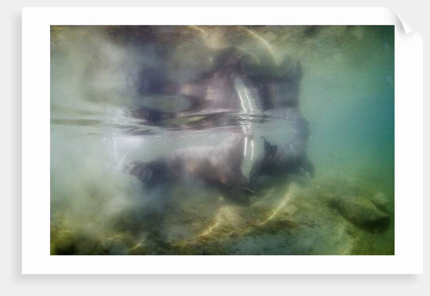 Underwater Walrus and Calf in Hudson Bay, Nunavut, Canada by Anonymous