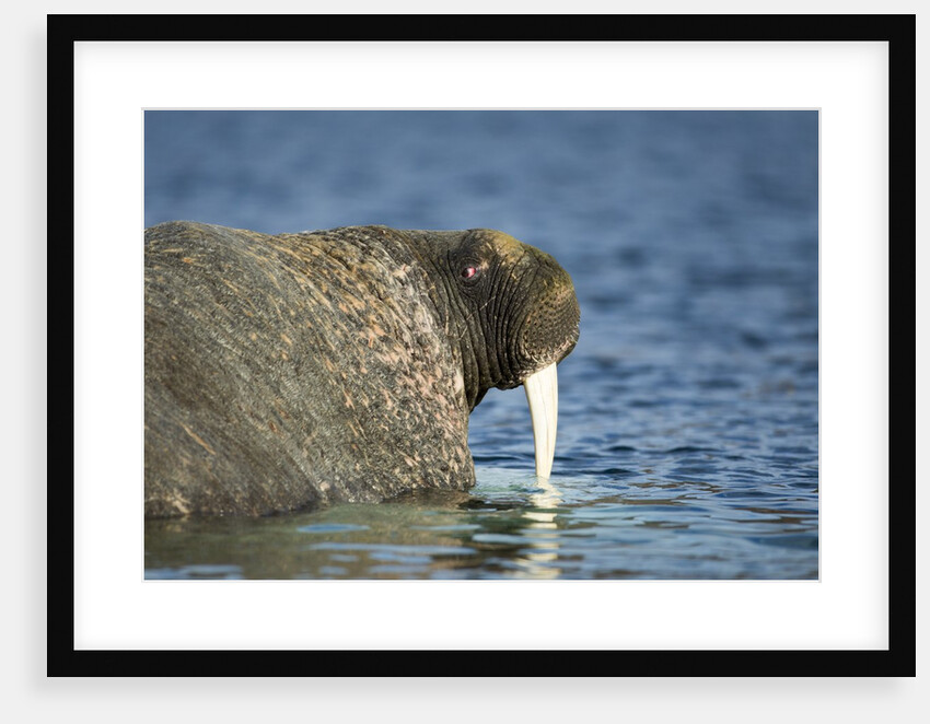 Walrus in Hudson Bay, Nunavut, Canada by Anonymous