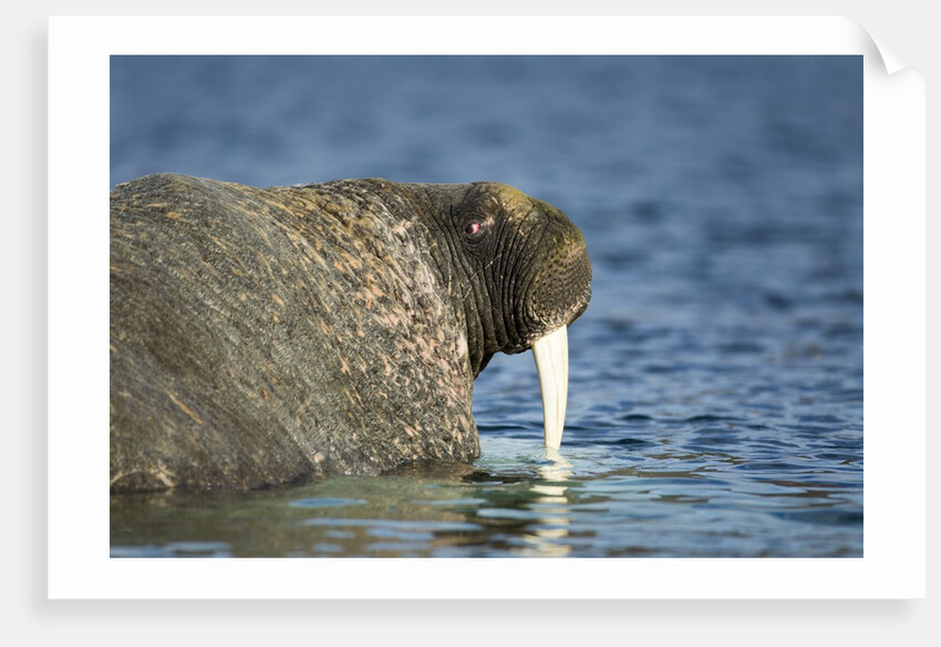 Walrus in Hudson Bay, Nunavut, Canada by Anonymous
