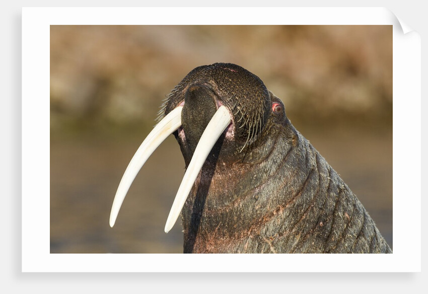Walrus Displays Tusks along Hudson Bay, Nunavut, Canada by Anonymous
