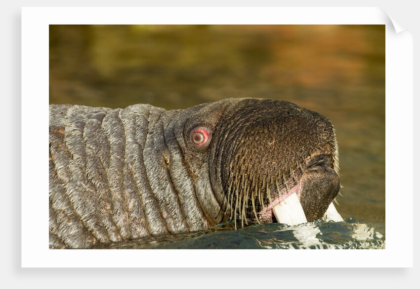 Walrus Displays Tusks along Hudson Bay, Nunavut, Canada by Anonymous