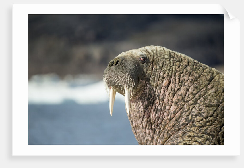 Walrus Resting on Ice in Hudson Bay, Nunavut, Canada by Anonymous