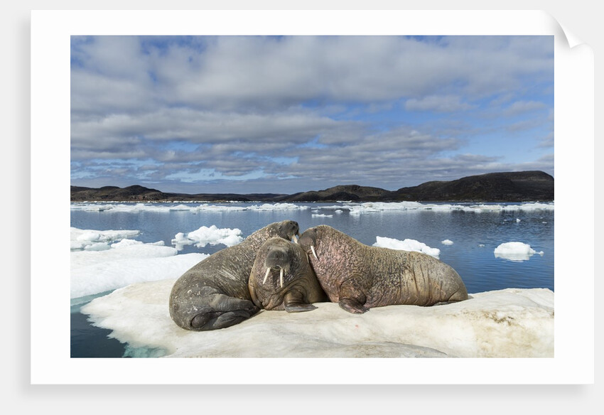 Walrus Resting on Ice in Hudson Bay, Nunavut, Canada by Anonymous